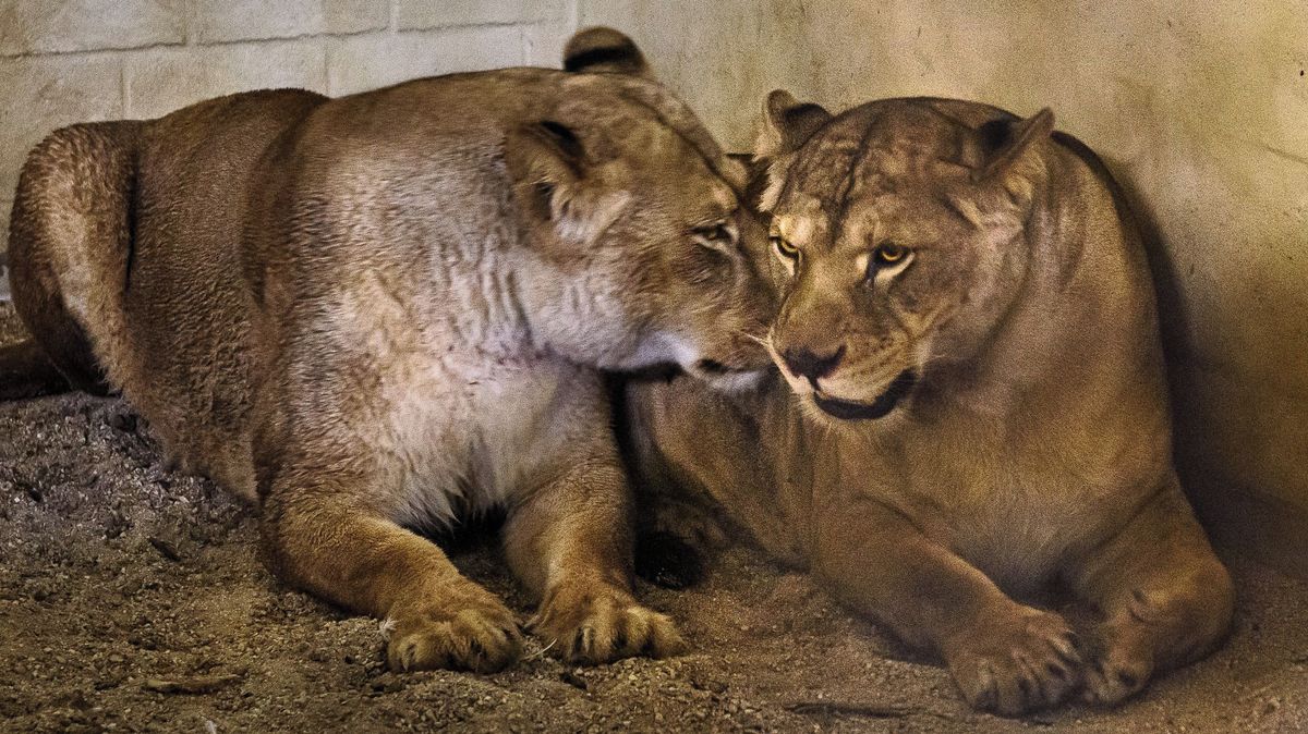 Lvice zabavené z nelegálního chovu mají nový domov ve zlínské zoo, puma v Táboře